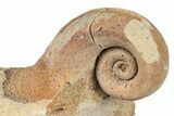 Ordovician Gastropod (Salpingostoma) Fossil - Wisconsin #203667-1